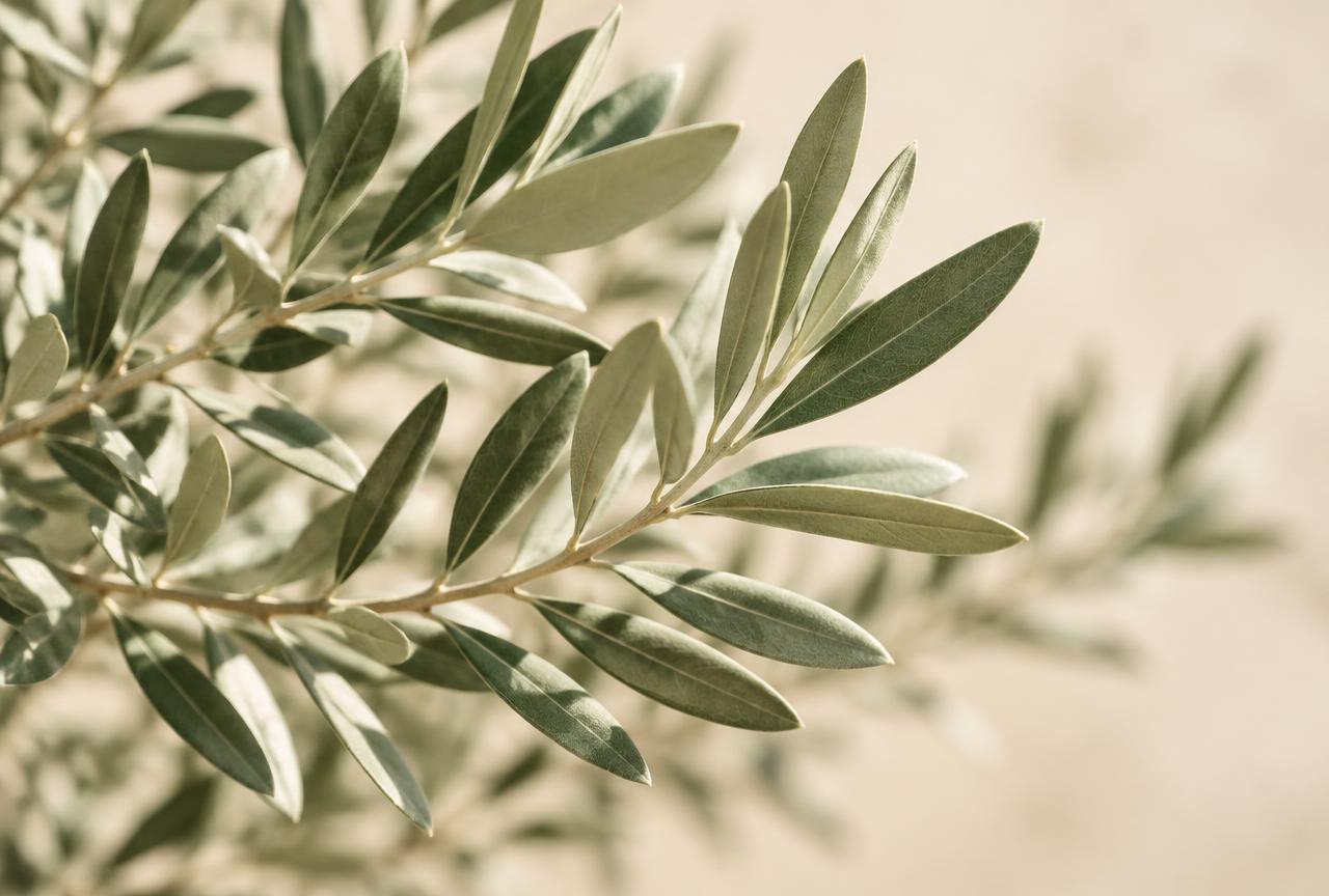 Olive branches in soft warm light
